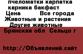 пчеломатки карпатка карника бакфаст F-1 › Цена ­ 800 - Все города Животные и растения » Другие животные   . Брянская обл.,Сельцо г.